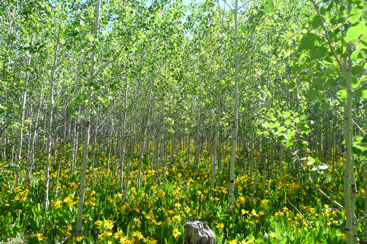 Mule's ears and poplars, Big Bend campground, Humbolt-Toiyabe National Forest